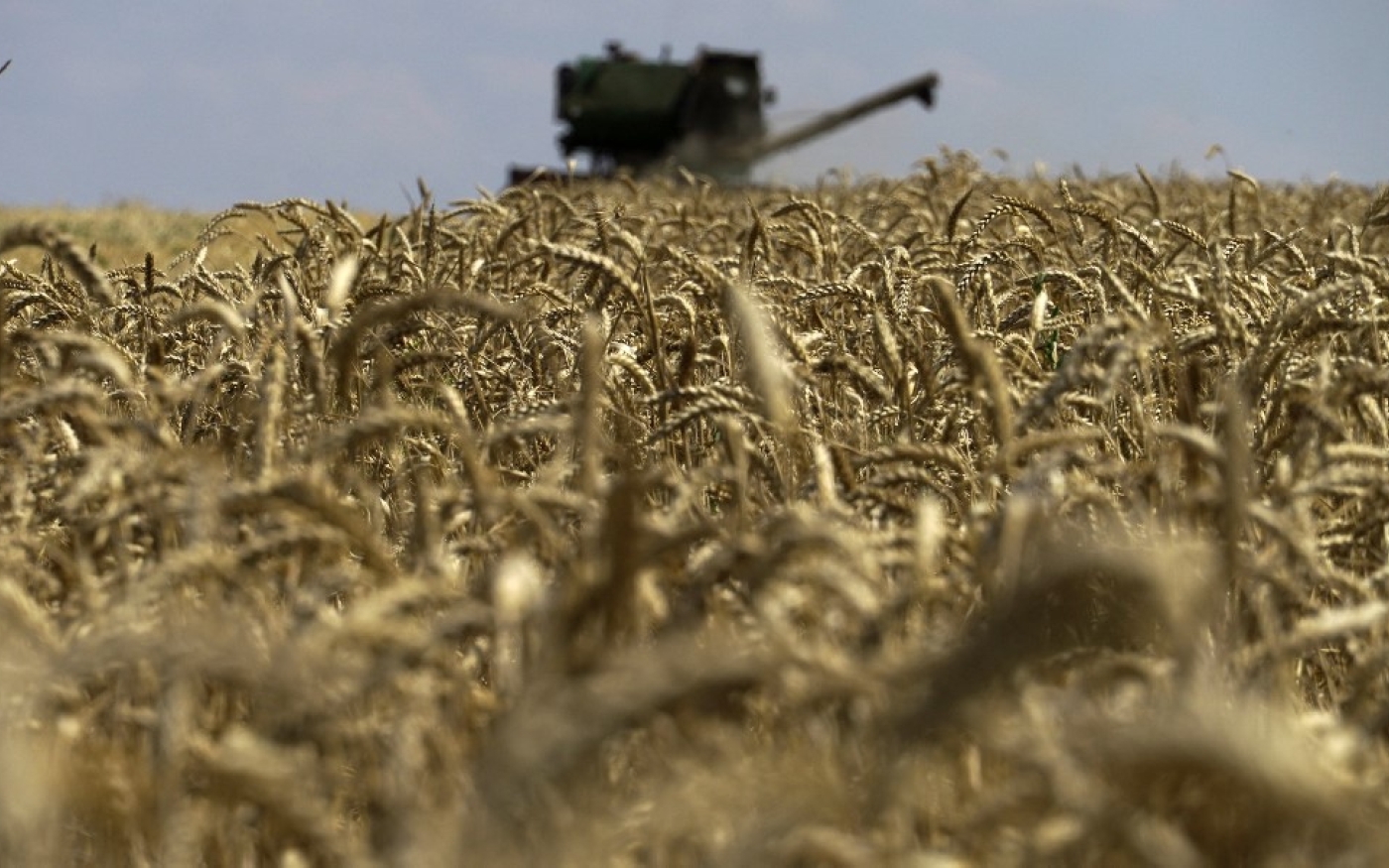 Les économistes de l’ONU estiment que les récoltes de blé, d’orge et de colza des régions du sud de l’Ukraine seront complètement perdues cette année (AFP)