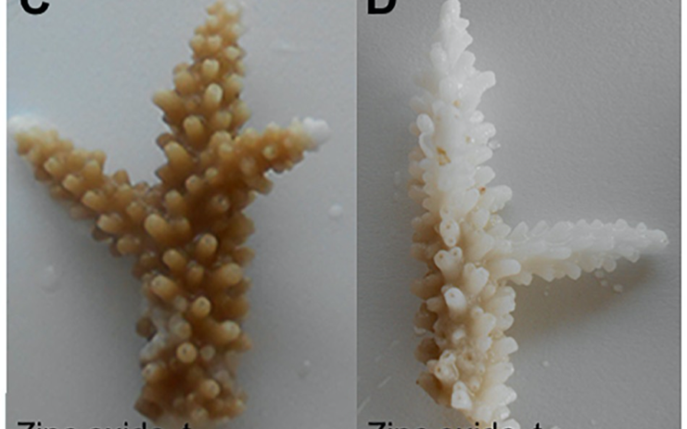 Photographies de coraux exposés à l’oxyde de zinc (C et D) au début de l’expérience et 48 heures plus tard (avec l’aimable autorisation de Cinzia Corinaldesi)