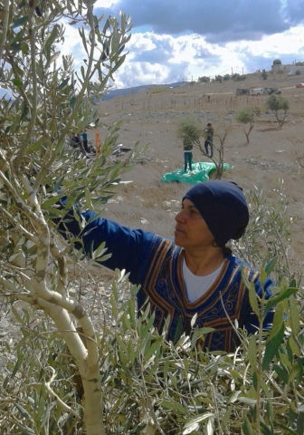 Doha Asous has lost acres of agricultural land to illegal Israeli settlements over the years (MEE/Muna Asous)