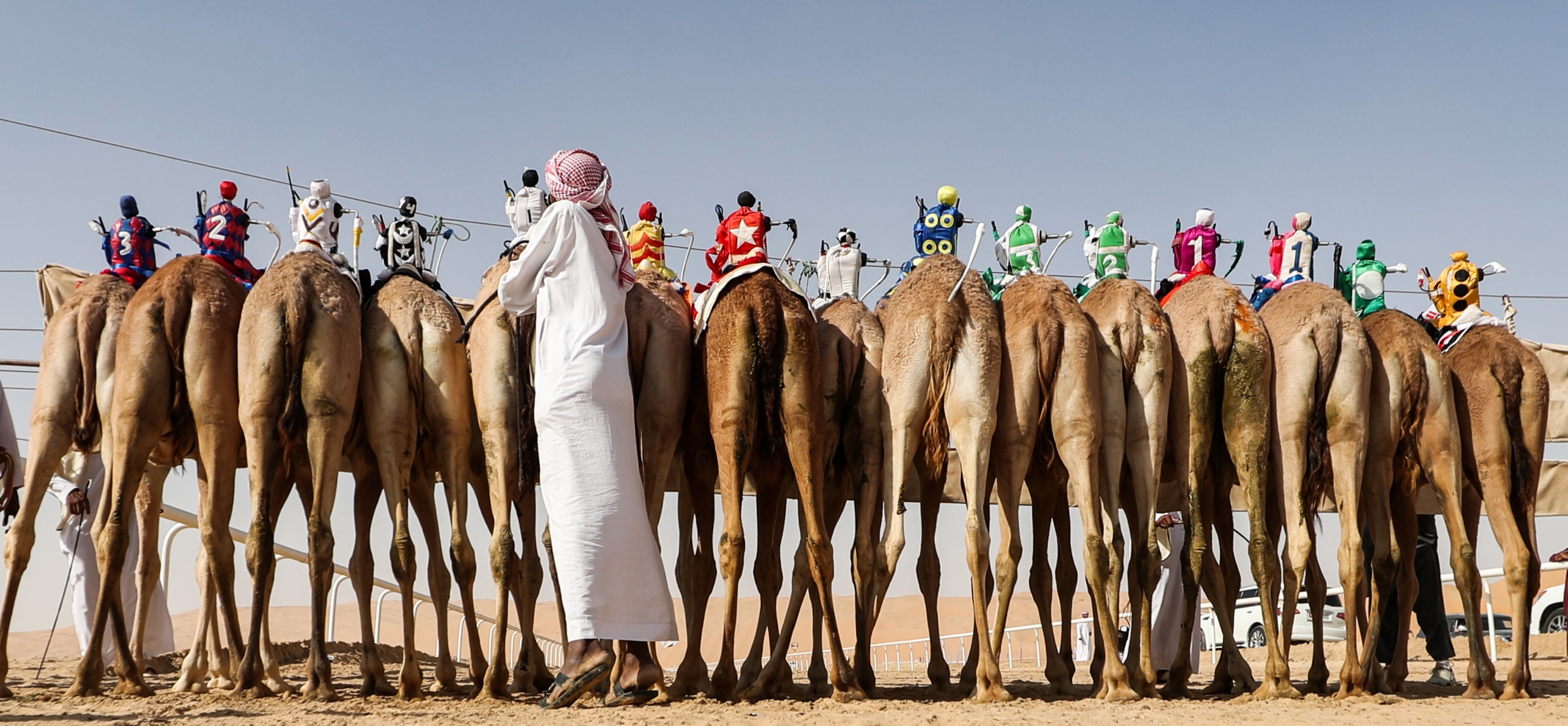 Each year camels, falcons and horses gather near Liwa in the UAE for the annual Moreeb Dune Festival (AFP)