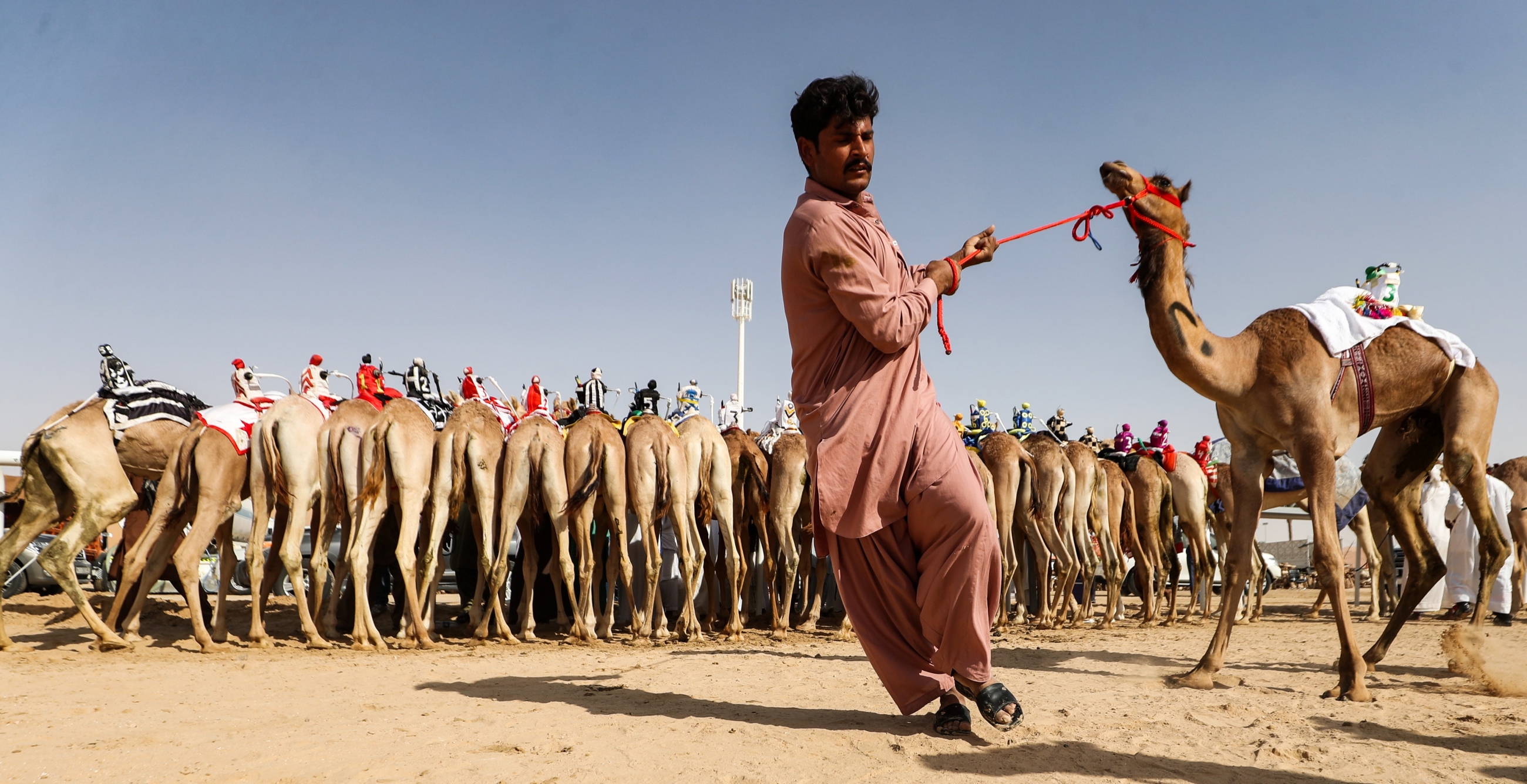 Here a handler prepares camels on the starting line: not the small robot riders attached to the saddles of the camels (AFP)