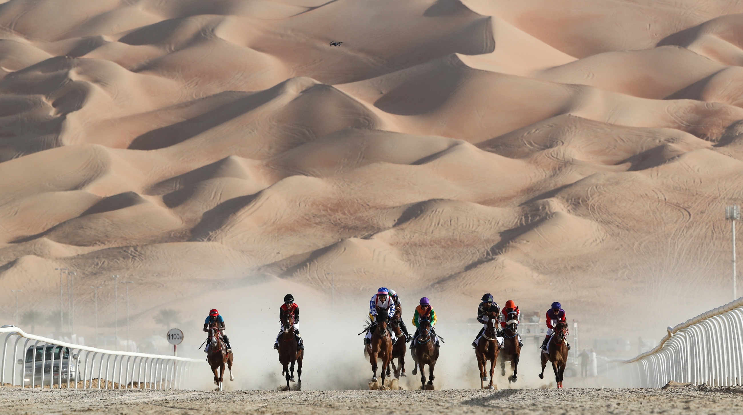 Aside from camel competitions, other sports at the festival include horse racing, which still feature human jockeys rather than their robotic equivalents (AFP)