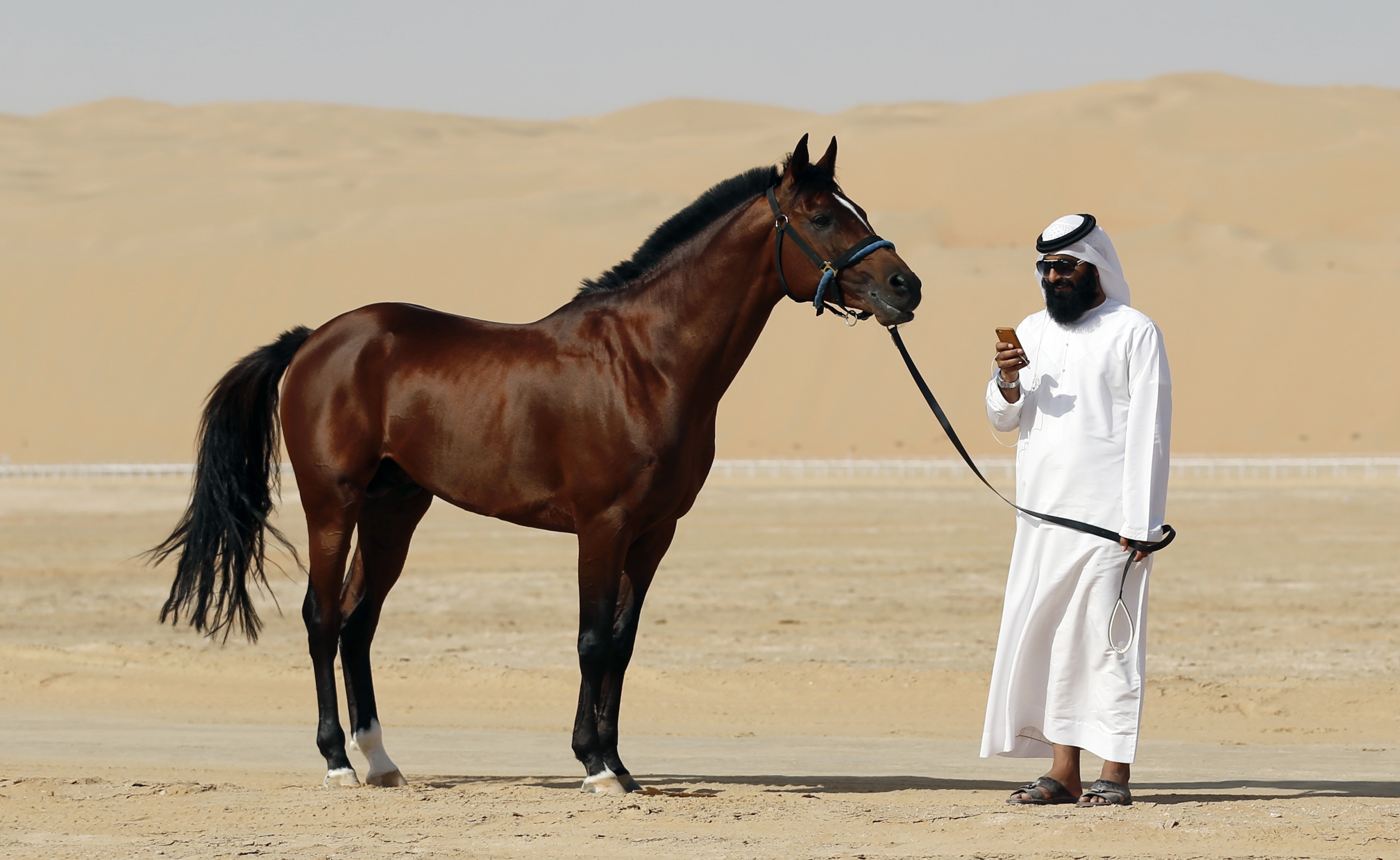 An Emirati looks at his phone as he leads his Arab horse during the Liwa 2014 Moreeb Dune Festival in January 2014, close to the border with Saudi Arabia (AFP)