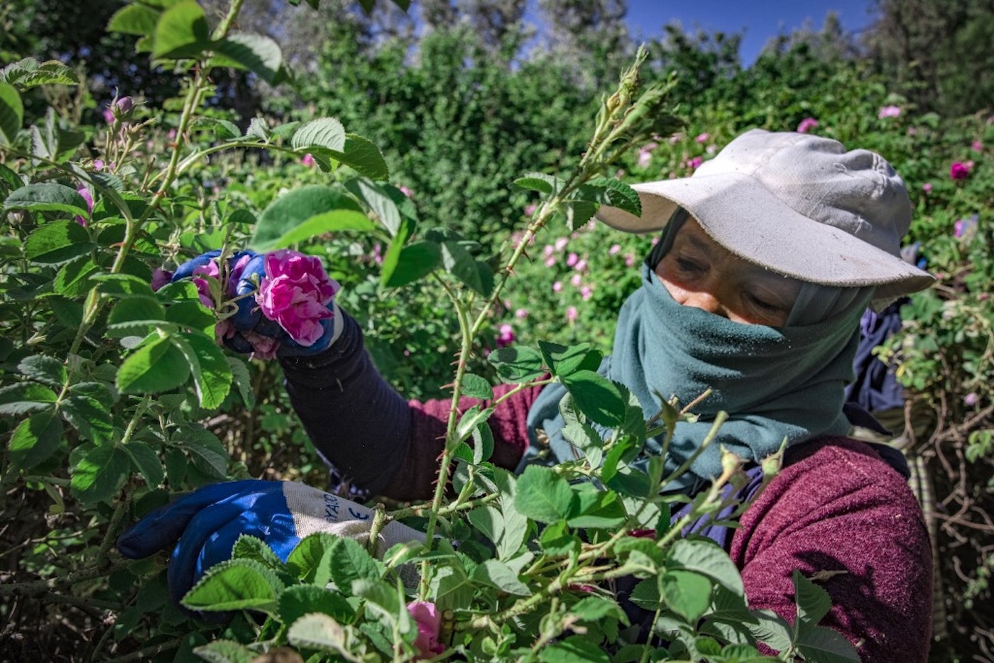 Au Maroc, le dur labeur des cueilleuses de roses (AFP)