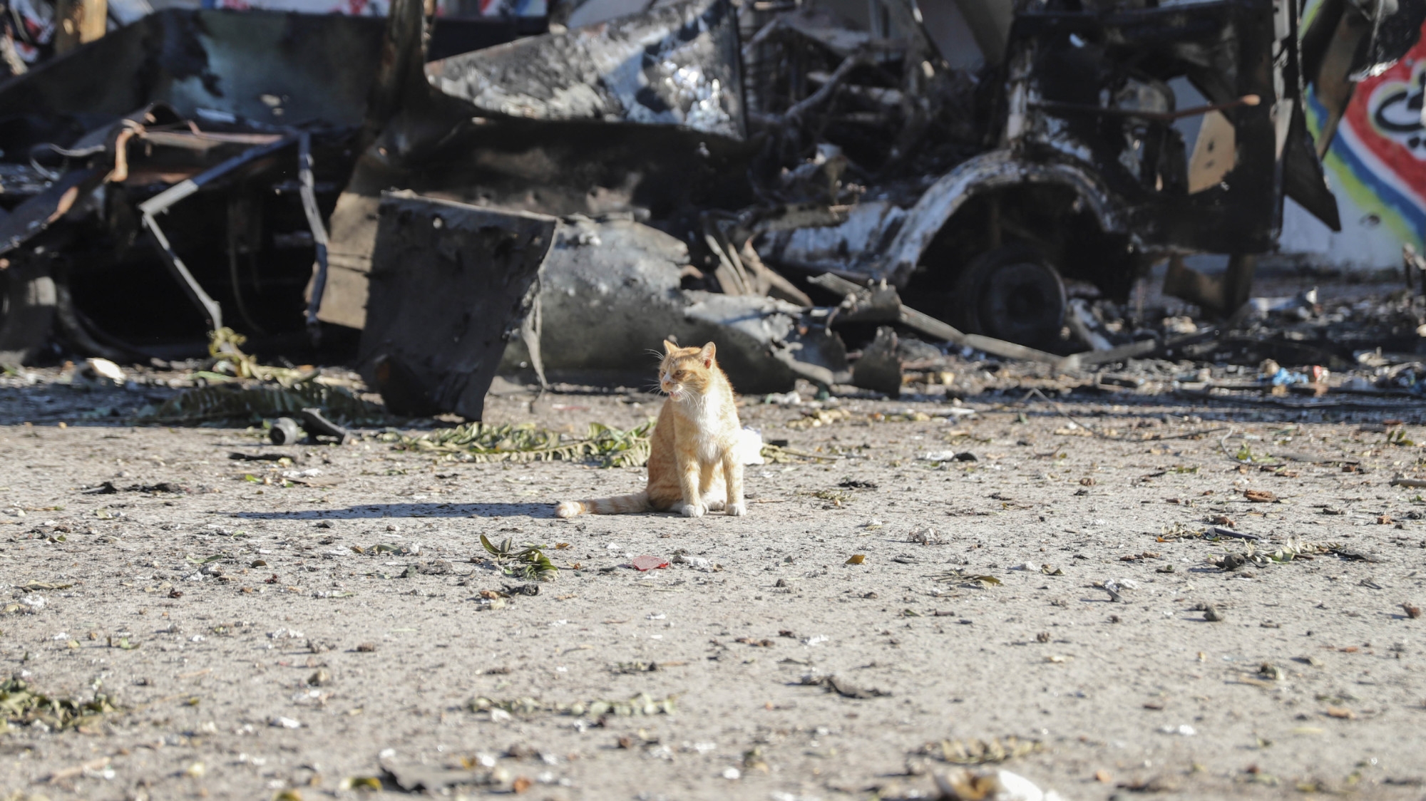 A cat is spotted amid the rubble on a road in Gaza City on 15 December, 2023 (MEE/Mohammed al-Hajjar)