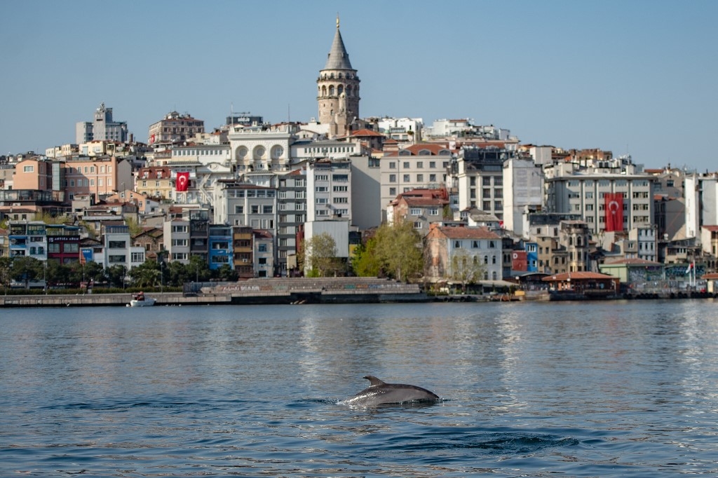 Un dauphin aperçu dans le détroit du Bosphore, le 26 avril 2020 à Istanbul (AFP/Yasin Akgül)