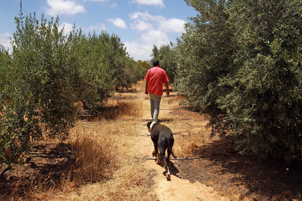 A Libyan farmer walks with his dog in a papaya field in the eastern Libyan port city of Benghazi on 6 June 2020. (AFP) 