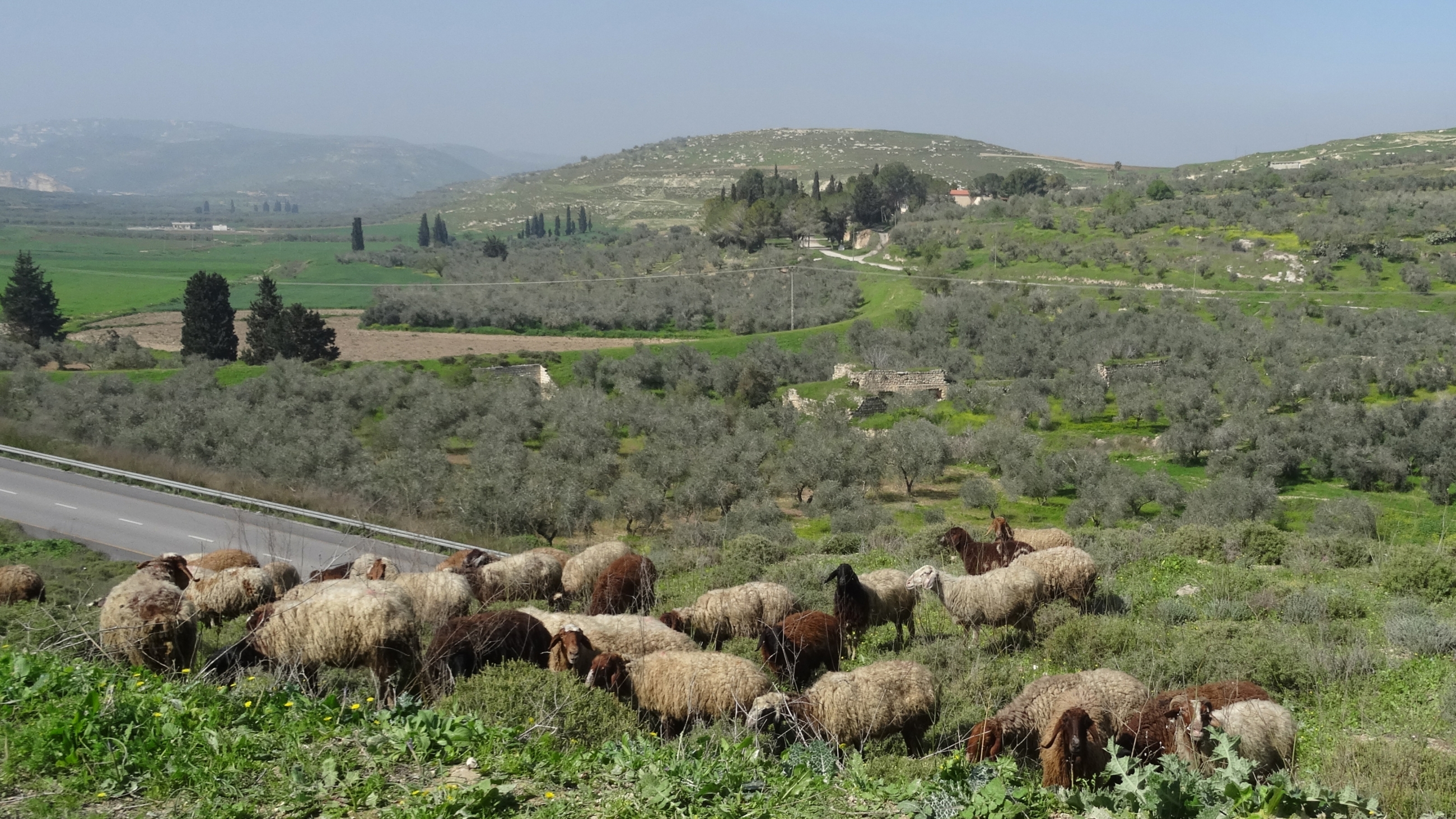 The ancient site of Tel Sebastia, in the occupied West Bank, as seen by the writer on her visit in the spring of 2016 (Diana Darke)