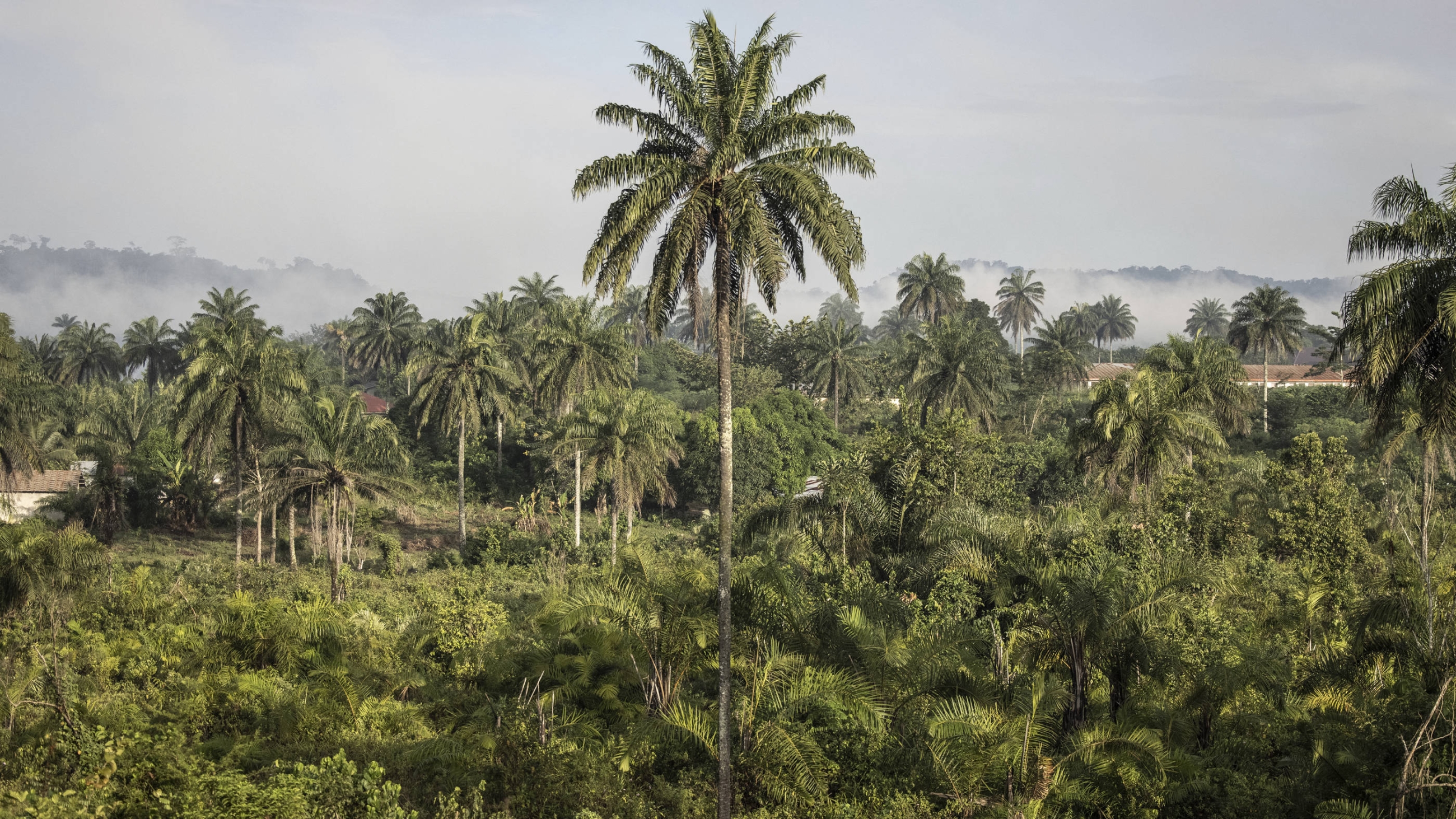 Des collines couvertes de forêts en périphérie de Bopolu, au Liberia (AFP/photo d’archives)
