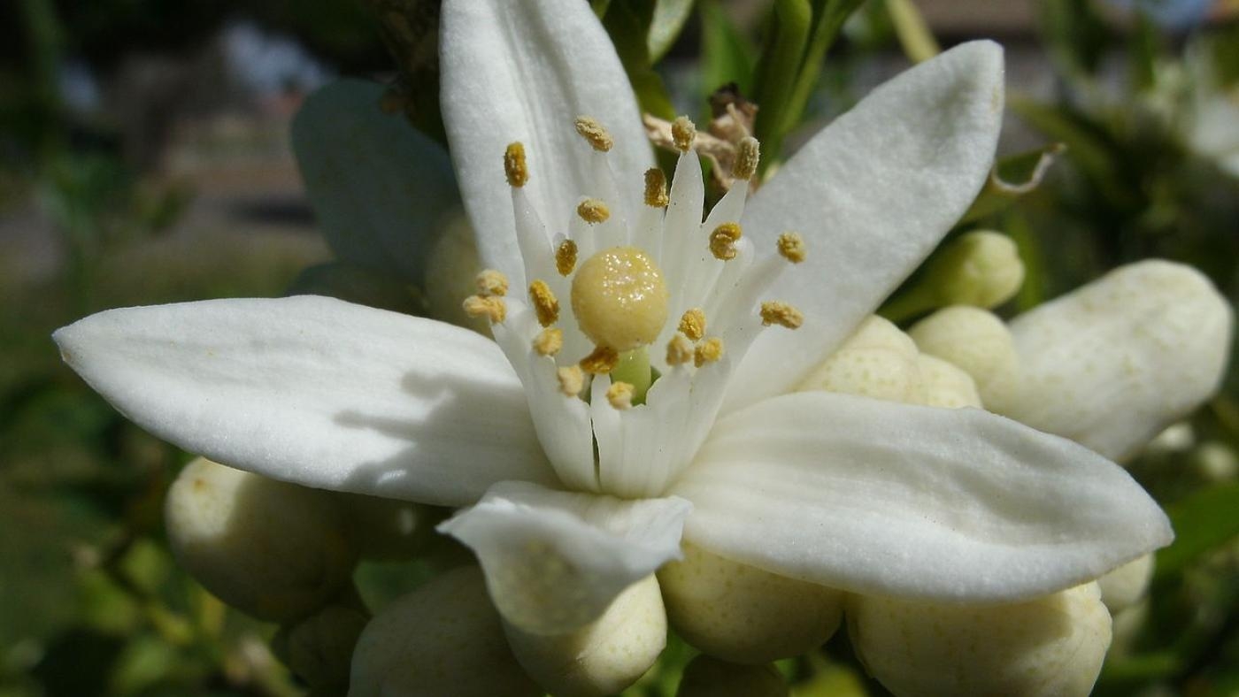 La fleur d’oranger est un ingrédient courant des eaux florales en Tunisie (Wikimedia/Alexander Hardin)