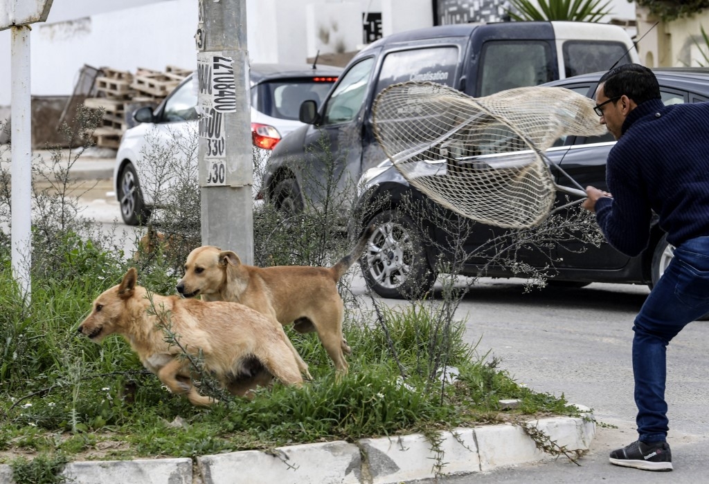 Un employé de la mairie de Tunis utilise un filet pour attraper des chiens errants dans la banlieue d’El-Menzah 9 de la capitale tunisienne le 29 décembre 2021 (AFP/Fethi Belaïd)