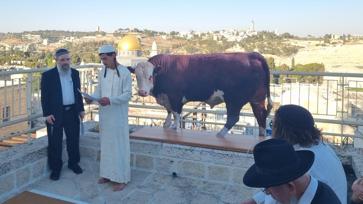 Religious Israeli settlers practise the red heifer ritual in front of Al-Aqsa Mosque (X)