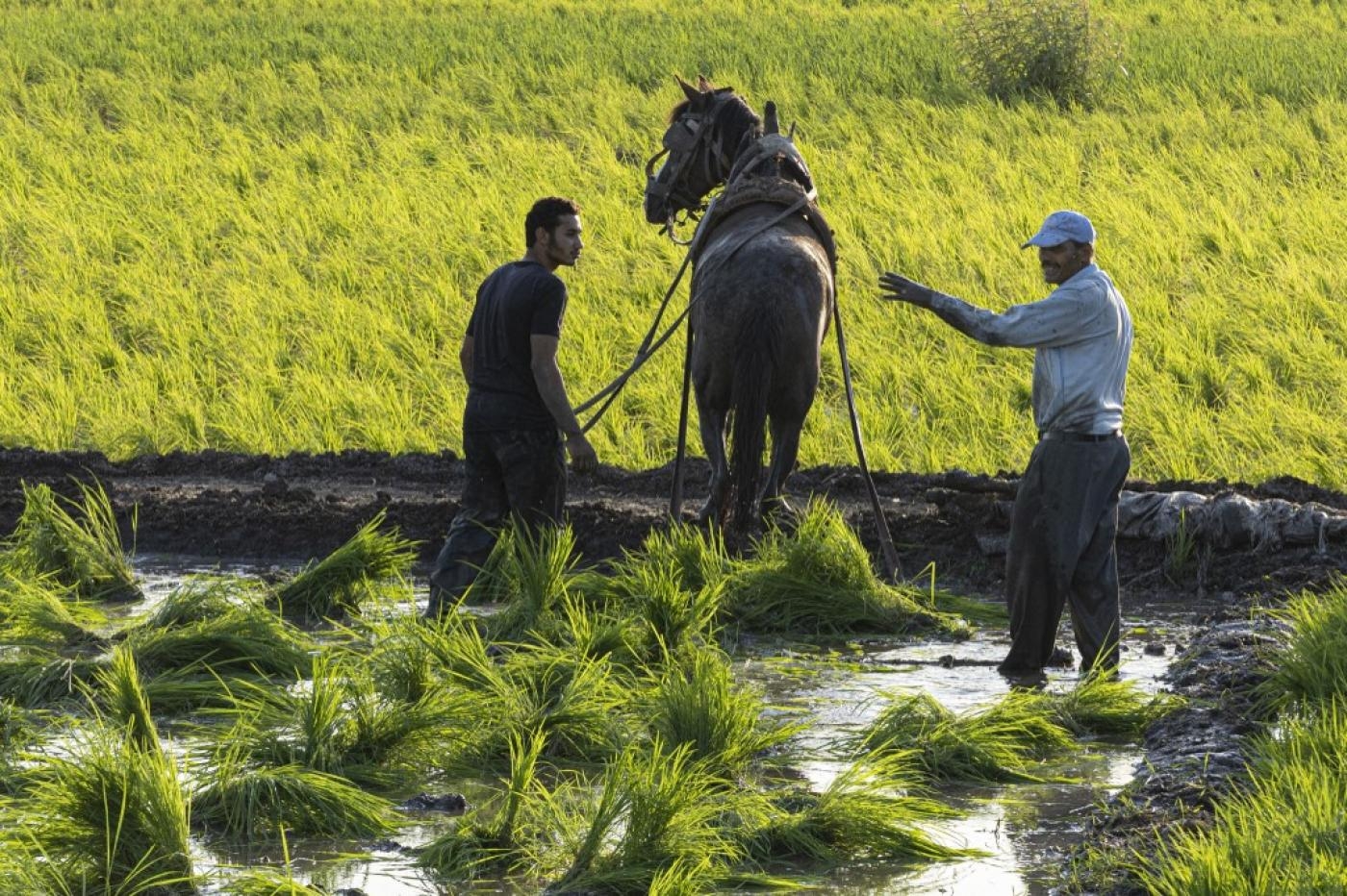 Des agriculteurs égyptiens plantent du riz dans un champ du village de Mit al-Ezz, près de la ville de Mit Ghamr dans le delta du Nil, à environ 80 km au nord de la capitale, le 25 juin 2022 (AFP)