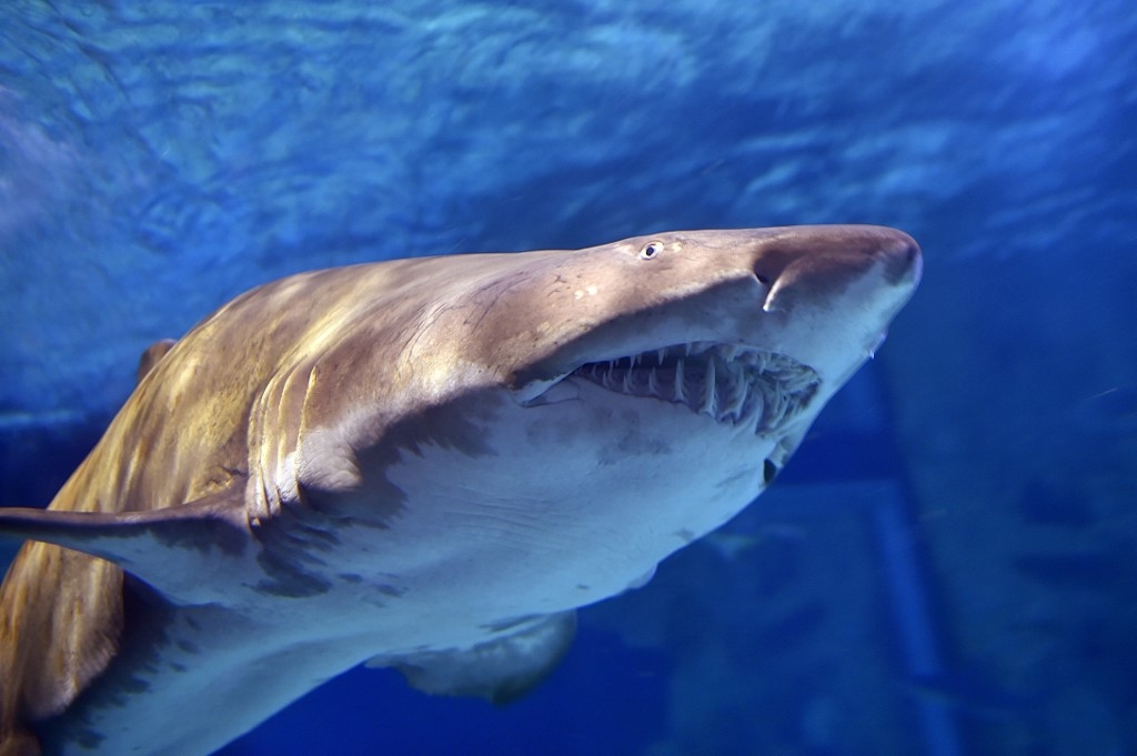 Le requin-tigre est considéré comme particulièrement agressif (AFP)