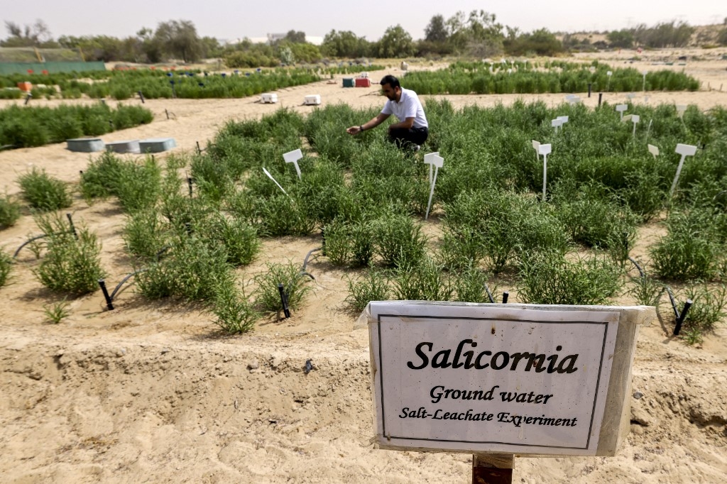 Dans une ferme dans le désert, prés de Dubaï, où on cultive la salicorne (AFP/Karim Sahib)