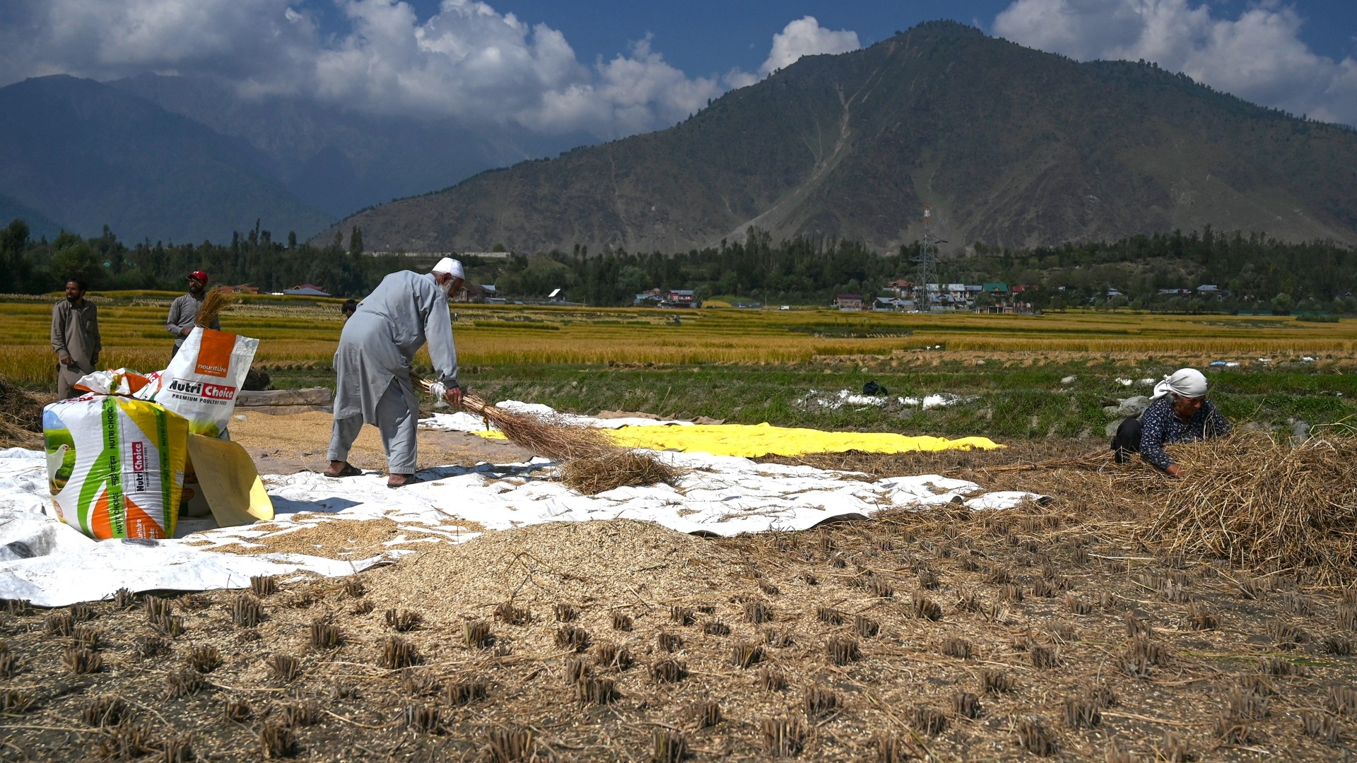 Des agriculteurs travaillent dans une rizière à Kangan, au nord l’Inde et du Pakistan, le 27 septembre 2021 (AFP)