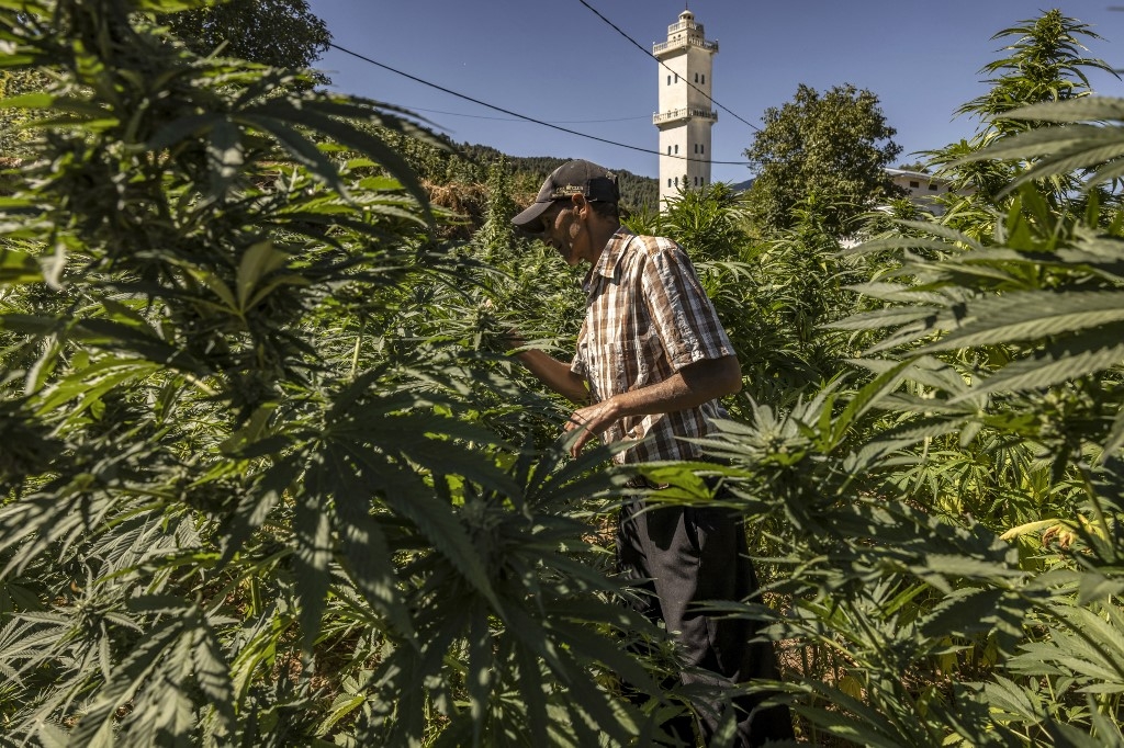 Un agriculteur inspecte des plantes dans un champ de cannabis dans le village d’Azila, dans la région marocaine de Ketama (Nord), le 16 septembre 2022 (AFP/Fadel Senna) 