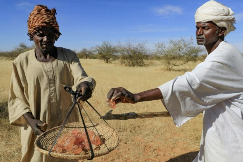 L’Organisation des Nations unies pour l’alimentation et l’agriculture (FAO) a accordé 10 millions de dollars au Département des forêts pour aider les cultivateurs d’acacias du Soudan à conserver leur gagne-pain  (AFP/Ashraf Shazly)