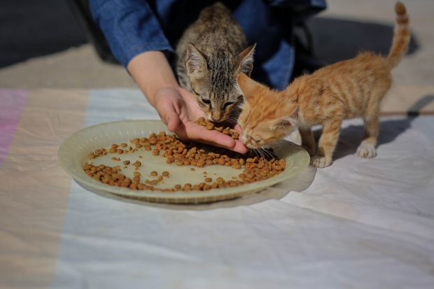 Mariam al-Bar prepare a foods for her cats in her family house, in al-Zaitoon neighborhood east of Gaza City.