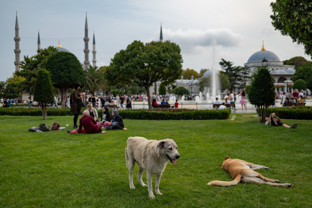 istanbul dogs 2022