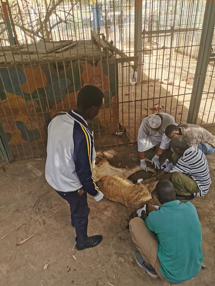 Volunteers in Sudan help the malnourished lions