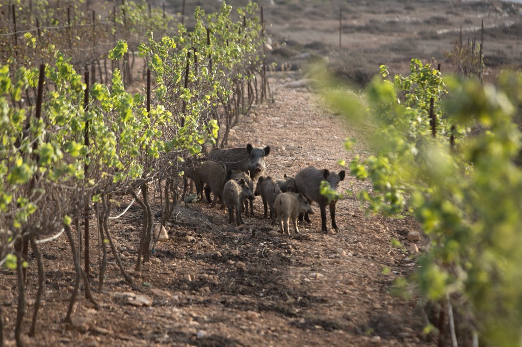Wild boars stand in a vineyard in the Jewish outpost of Kida in the occupied West Bank in 2016 (AFP)
