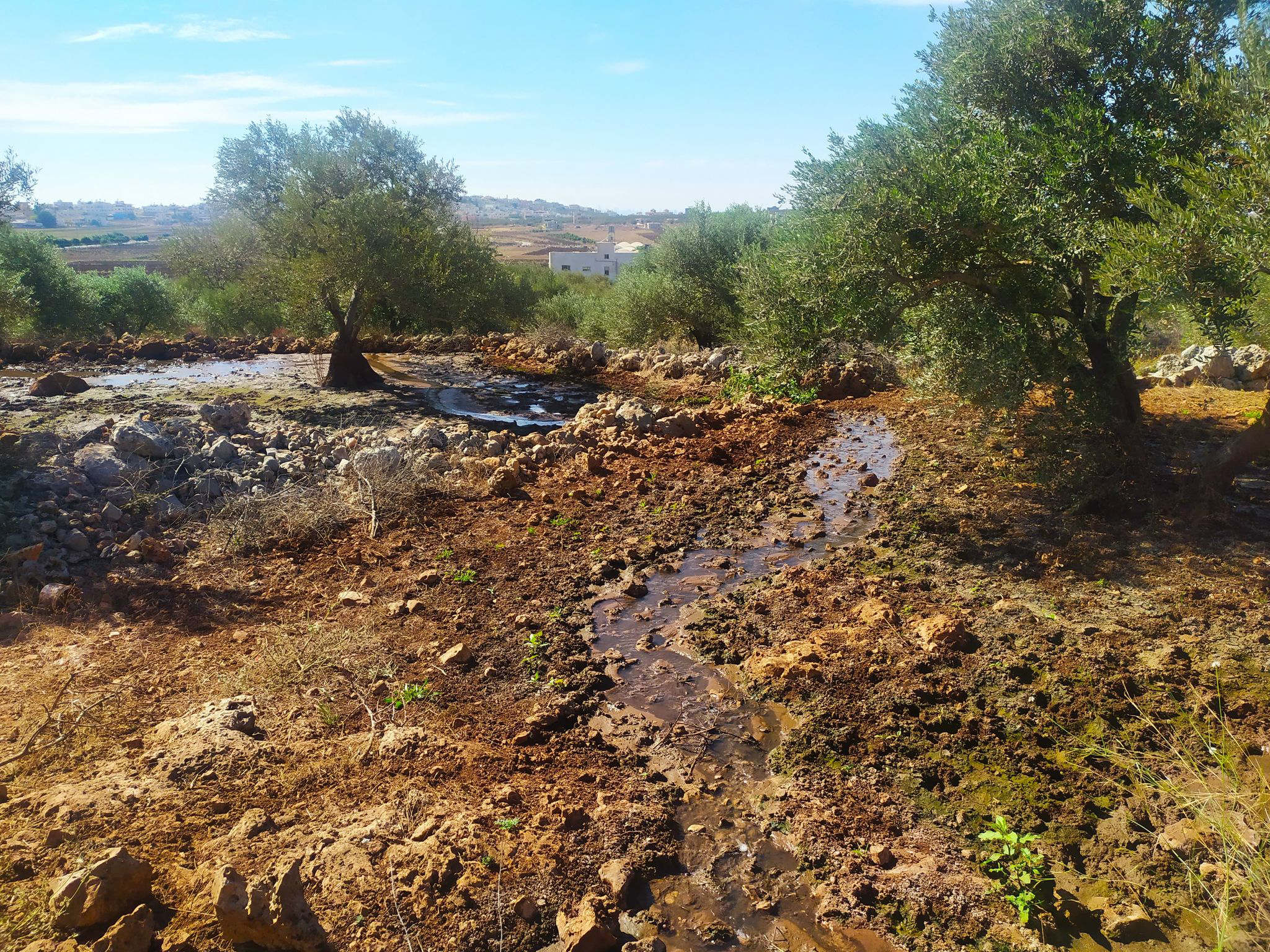 In the village of Deir Ballut, settlers previously attacked the land and cut down 200 olive trees that were about 25 years old (MEE/Shatha Hammad)