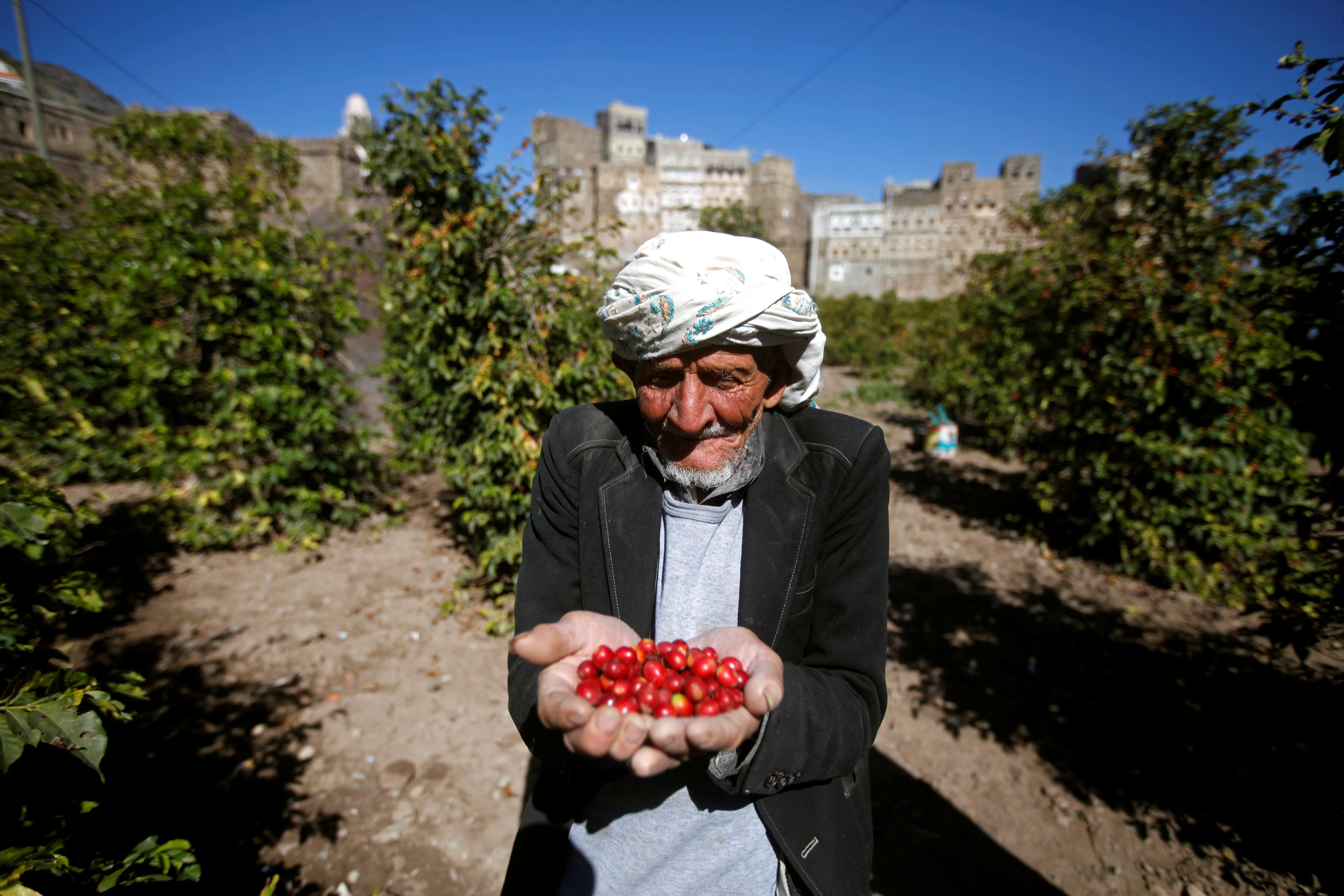 Un cultivateur montre des grains de café dans une ferme du district de Haraz près de Sanaa au Yémen (Reuters)