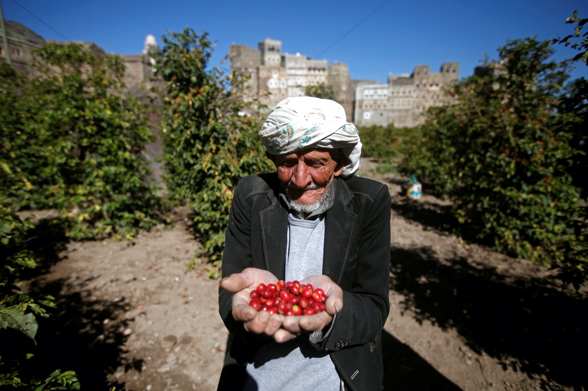 yemen coffee beans farming
