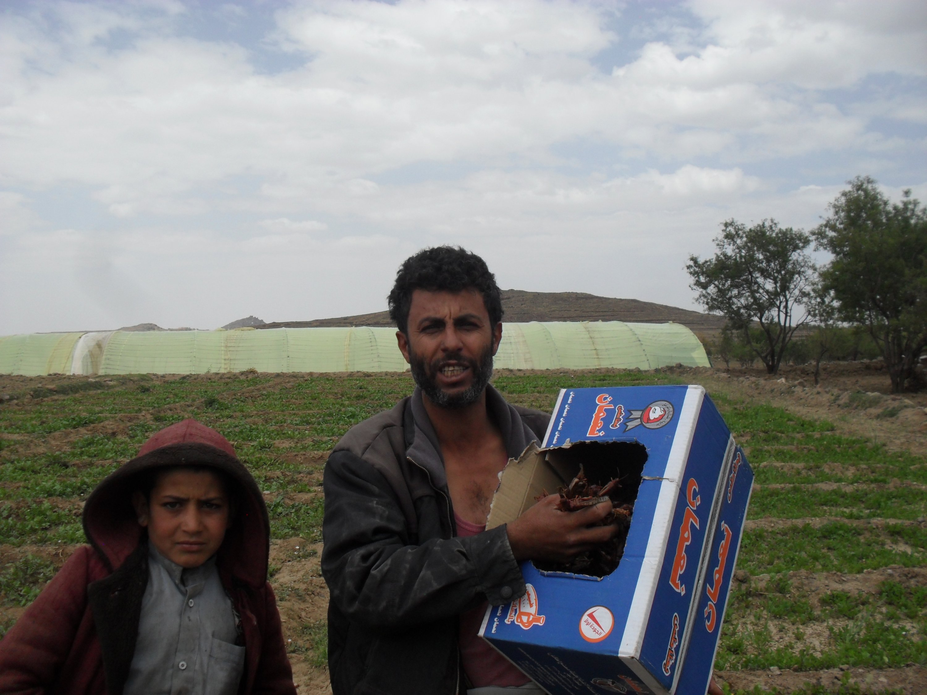 Ameen al-Haqash has been gathering locusts in sacks and cardboard containers (MEE/Naseh Shaker)