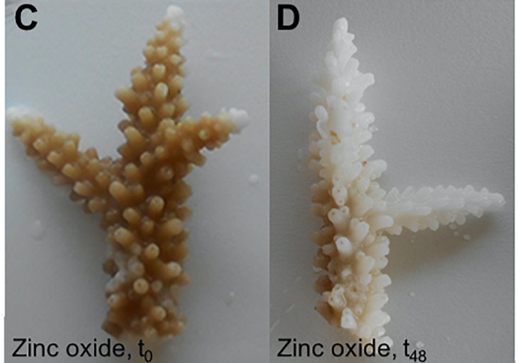 Photographs of coral exposed to zinc oxide (C and D) at the start (t0) and 48 hours later at the end (t48) of the experiment (Courtesy of Cinzia Corinaldesi)